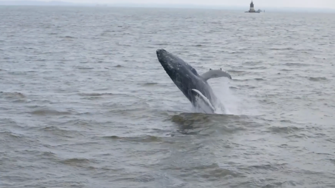 A humpback whale leaps out of the water.