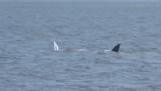 A humpback whale sticks its fins out of the water. 