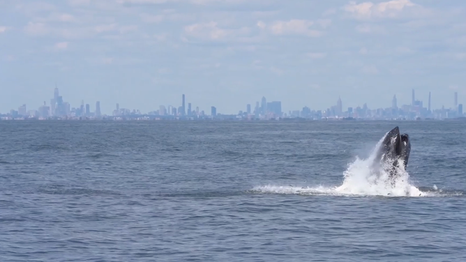A humpback whale breaches with the New York City skyline in the background.