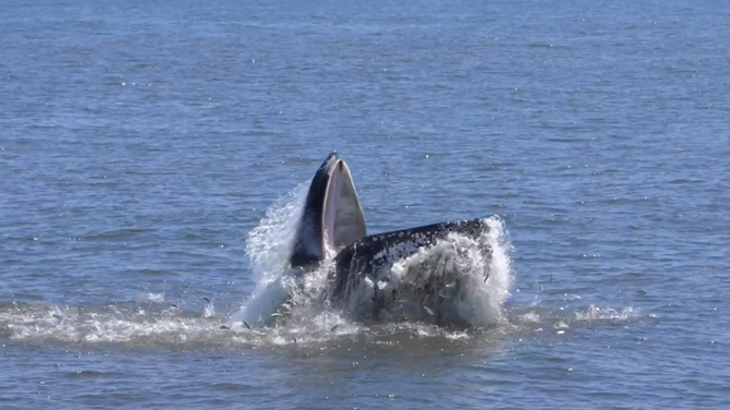 A humpback whale scoops fish up into its mouth.