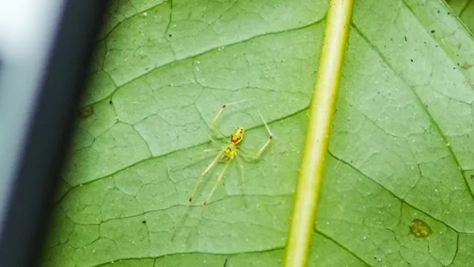 Happy face spiders can be seen in the Kīpahulu District of Haleakalā.