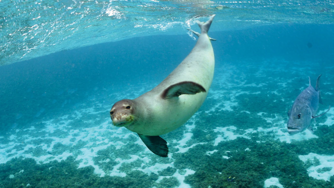 Hawaiian monk seal swimming amidst the Papahanaumokuakea Marine National Monument.