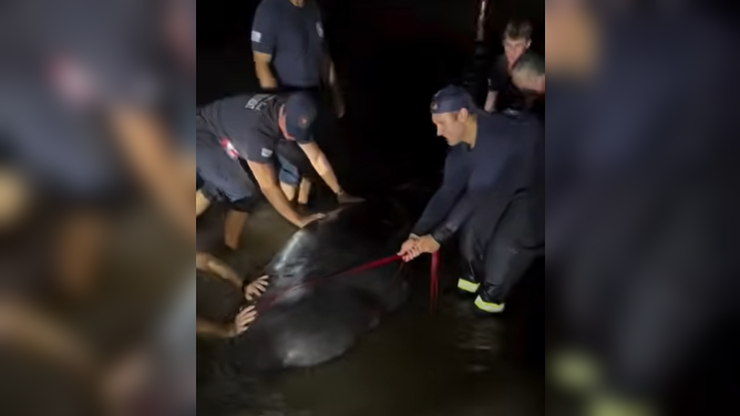 Two stranded manatees rescued and set free by Florida firefighters.
