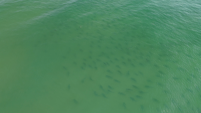 Hundreds of sharks off the shore