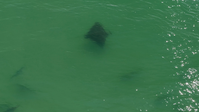 A stingray swimming next to the sharks.