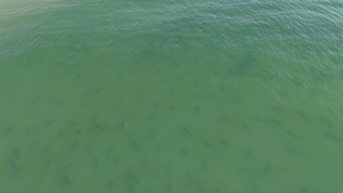 The sharks were in shallow water near the beach.