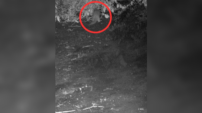 North American river otter found along Bronx River for the first time in 100 years.