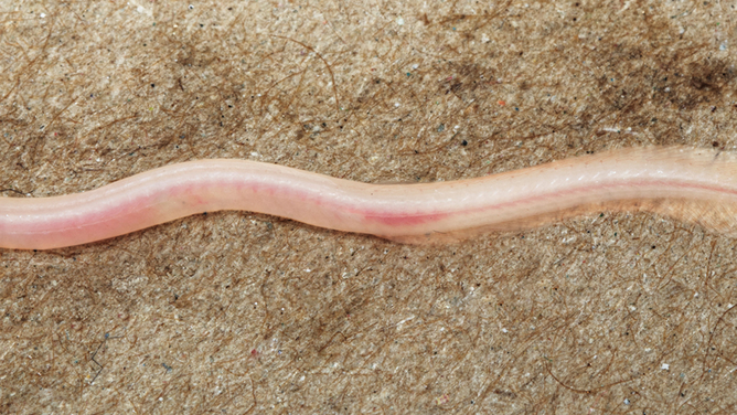 Newly discovered earthworm eel found in India.