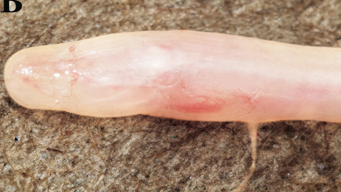 Close up photo of the new species of earthworm eel found in India.