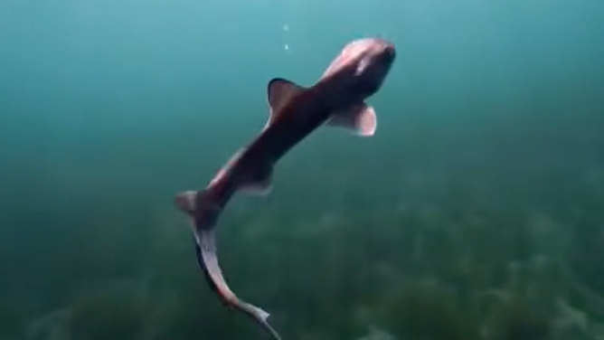 The baby shark swimming.