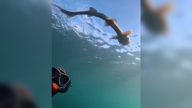 The diver with the shark.
