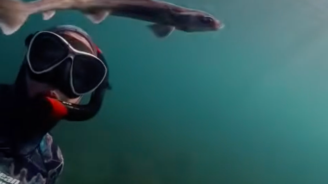 Gummy sharks are native to Australia.