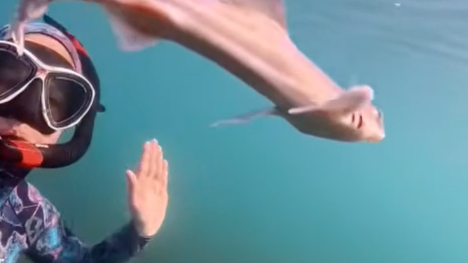 Diver with the gummy shark.