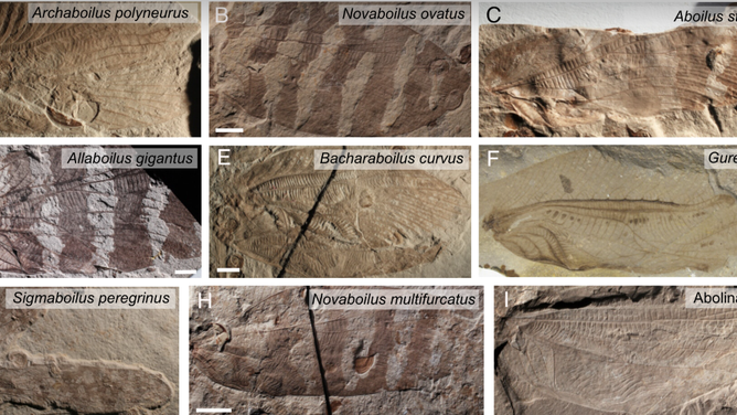 Fossilized insects from the late Jurassic Period.
