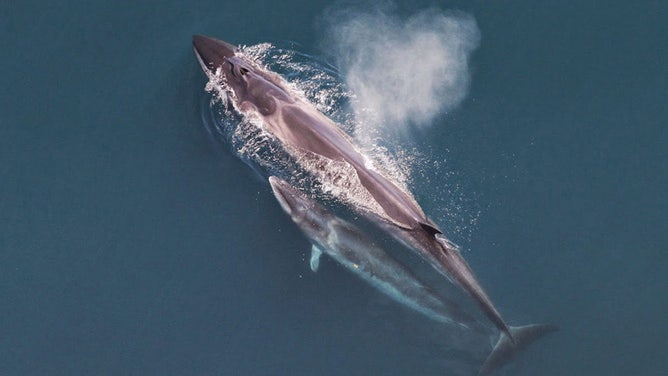 Sei whale mother and calf