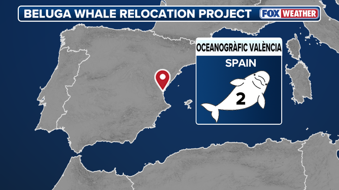 Two of the whales were taken to oceanogràfic valència.