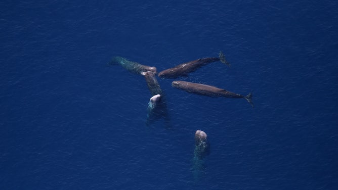 A group of sperm whales.