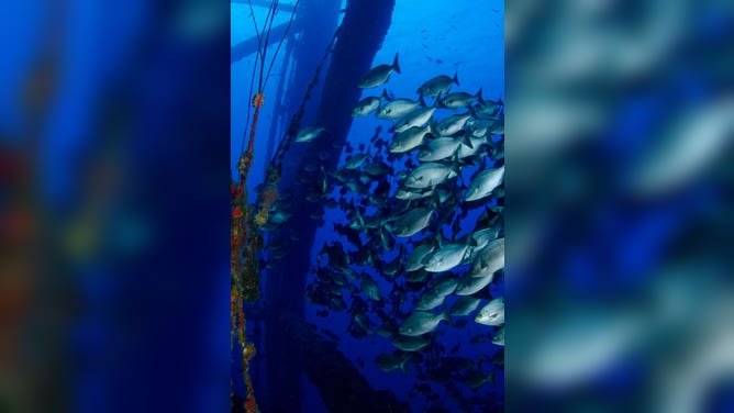 A school of fish on an oil rig turned artificial coral reef