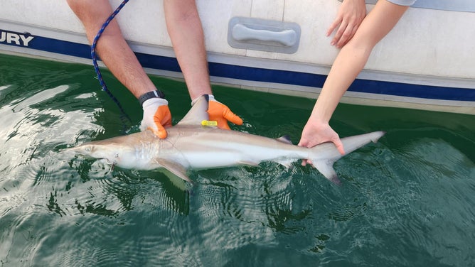 Jason Turner and student hold a baby blacktip shark. (all animal interaction is under state and/or federal permits)