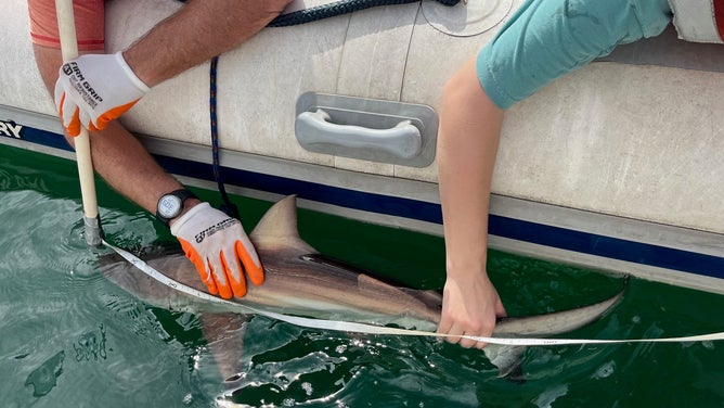 Jason Turner and grad student Lauren Moe measure a baby blacktip shark in Hawaii. Photo courtesy of Jason Turner, all animal interaction is under state and/or federal permits)