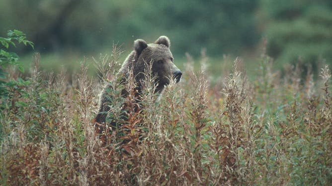 Kodiak bear standing among tall grasses near O'Malley Creek on Kodiak Island