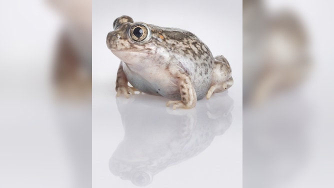 Photo of spadefoot frog.
