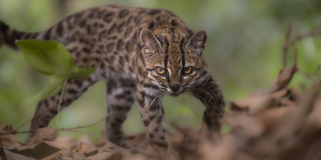 New wild cat species discovered after hiding in plain sight for more than a century