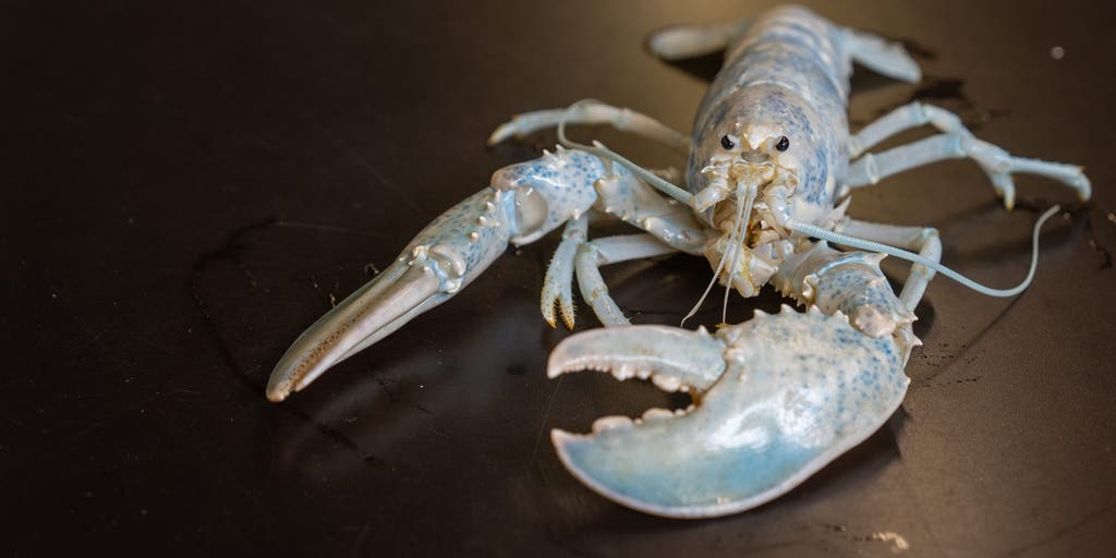 Meet the 1-in-100 million ‘ghost’ lobster helping scientists unlock a colorful mystery