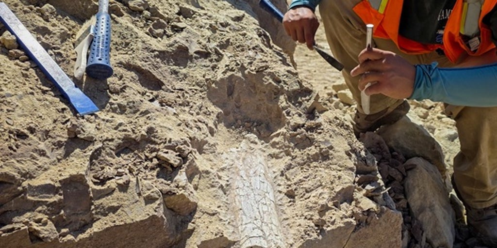 40-million-year-old fossilized animal bones discovered at California construction site