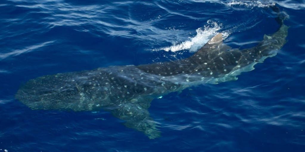 See it: New York waters welcome 2 massive visitors as whale sharks spotted off coast