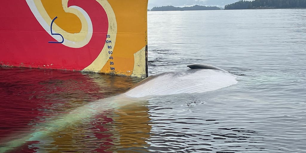 57-foot rare, endangered fin whale found dead on bow of cruise ship in Alaska