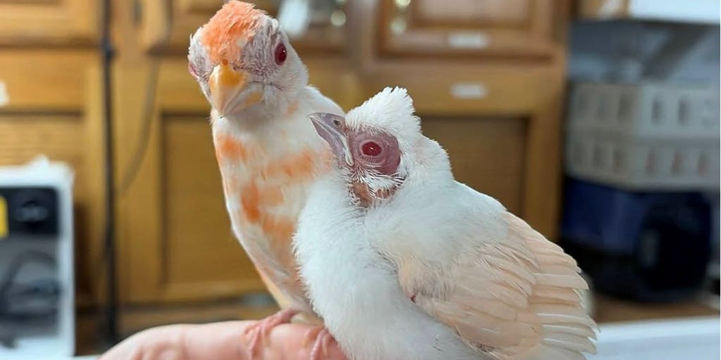 Photos: Pennsylvania wildlife center welcomes pair of exceptionally rare albino cardinals