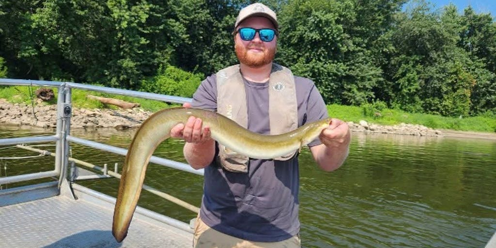 See it: Massive American eel makes rare appearance in unexpected Midwestern waters