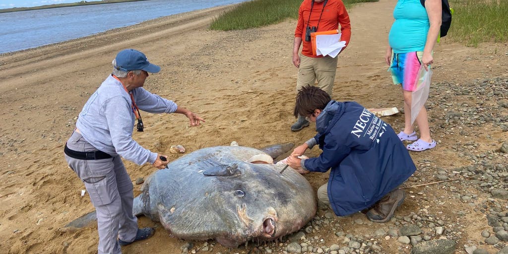 See it: Massive 900-pound ocean sunfish found dead on Cape Cod beach