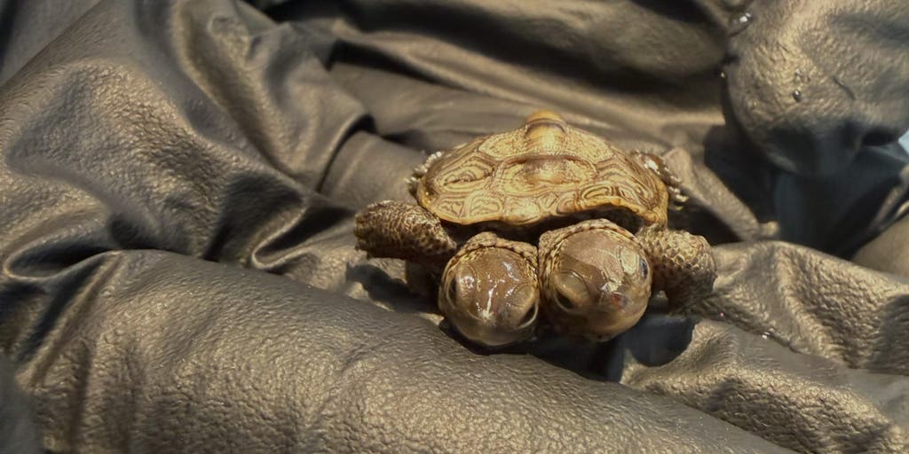 See it: Rare two-headed turtle hatchling found on Cape Cod