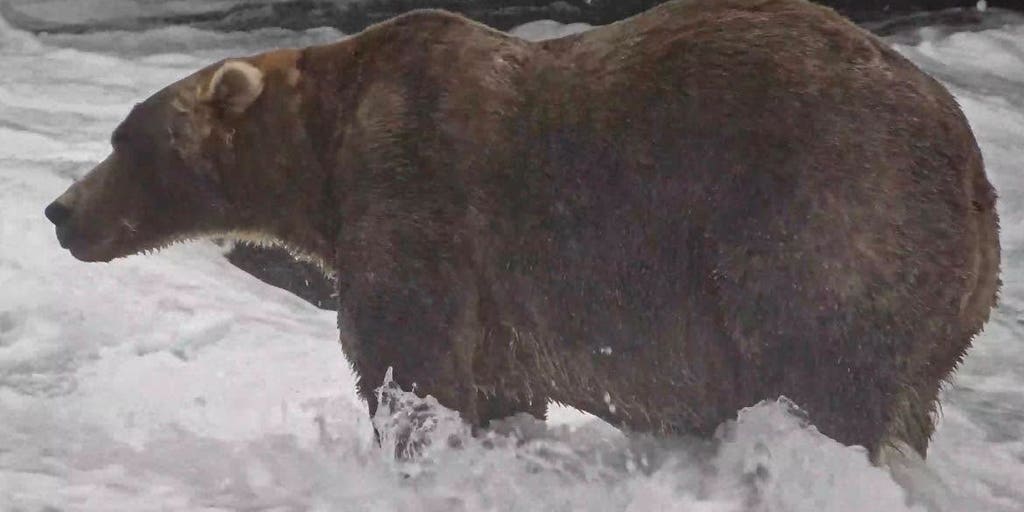 The votes are in and this massive, 'easy-going' bear took the crown to win Alaska's 2026 Fat Bear Week