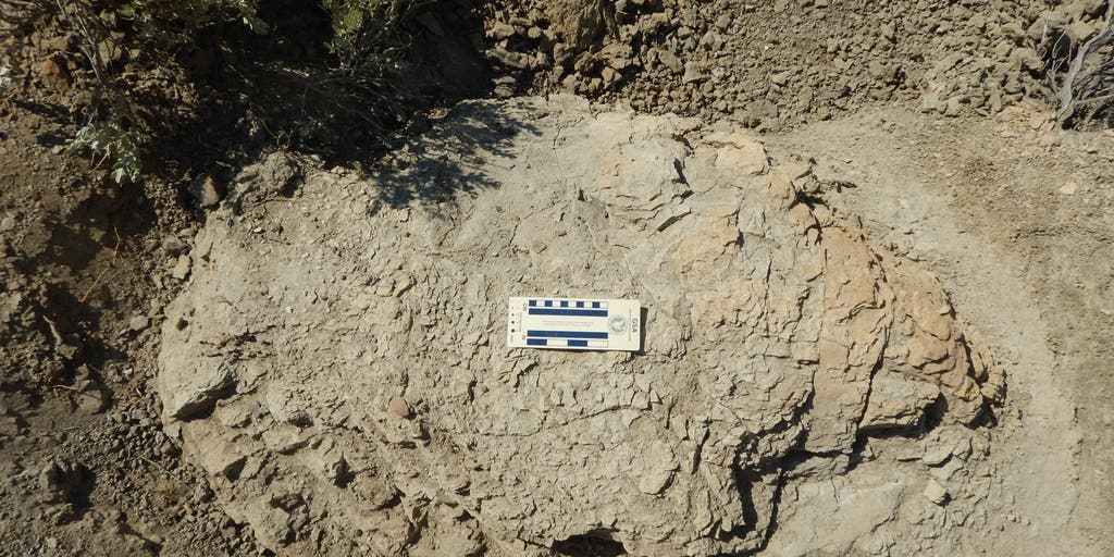 Scientists uncover first known adult T. rex trackway dating back 66.5 million years - FOX Weather image
