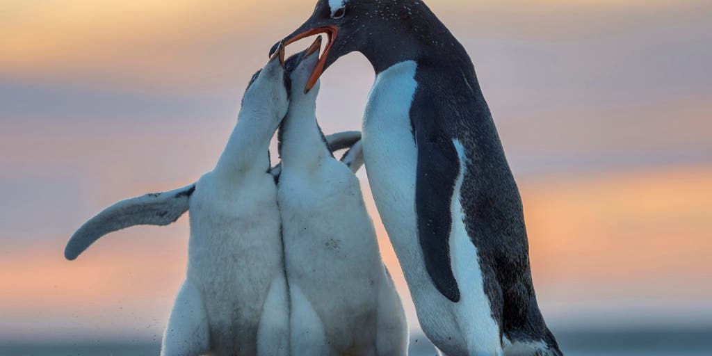 Scientists discover new penguin species through breakthrough genetic analysis
