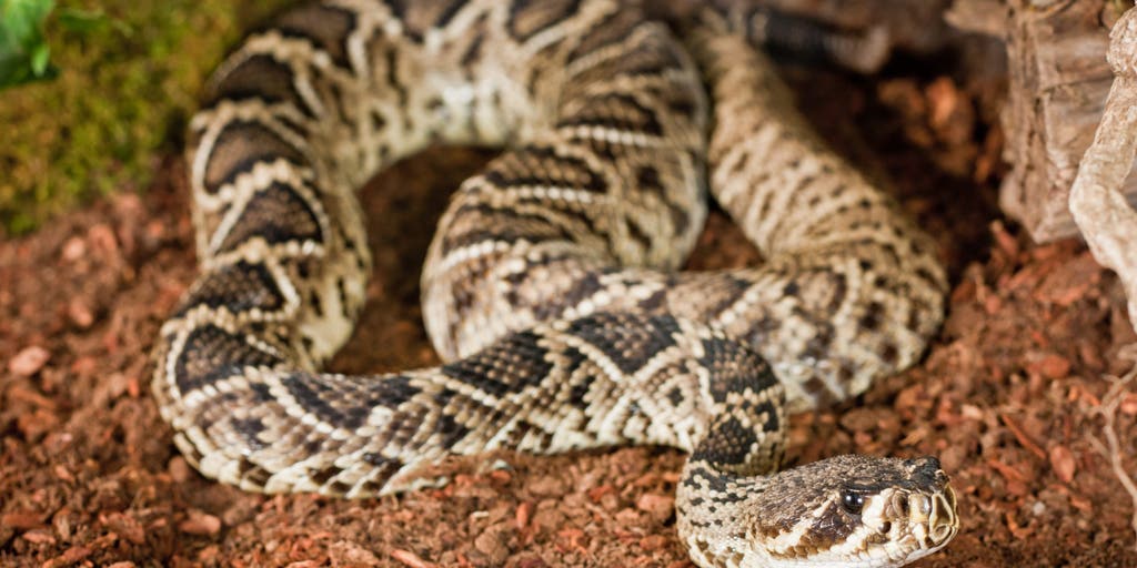 These US beaches are home to some of America's most venomous snakes