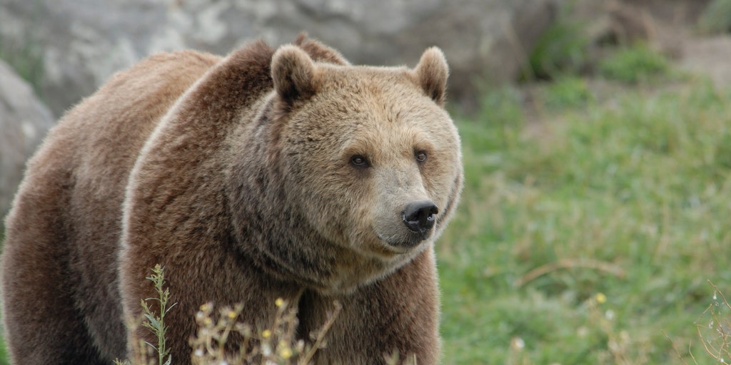 Severely injured hunter drives himself home after surviving fierce Montana grizzly attack