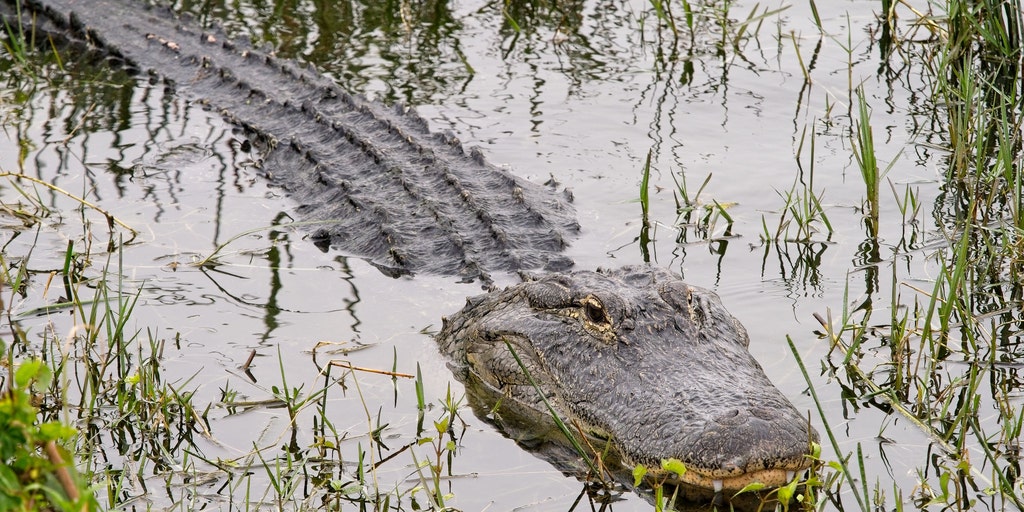 Child survives frightening alligator attack after venturing into restricted Florida waters