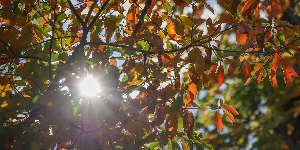 Fall arrives with the autumnal equinox. How much daylight you will begin to lose?
