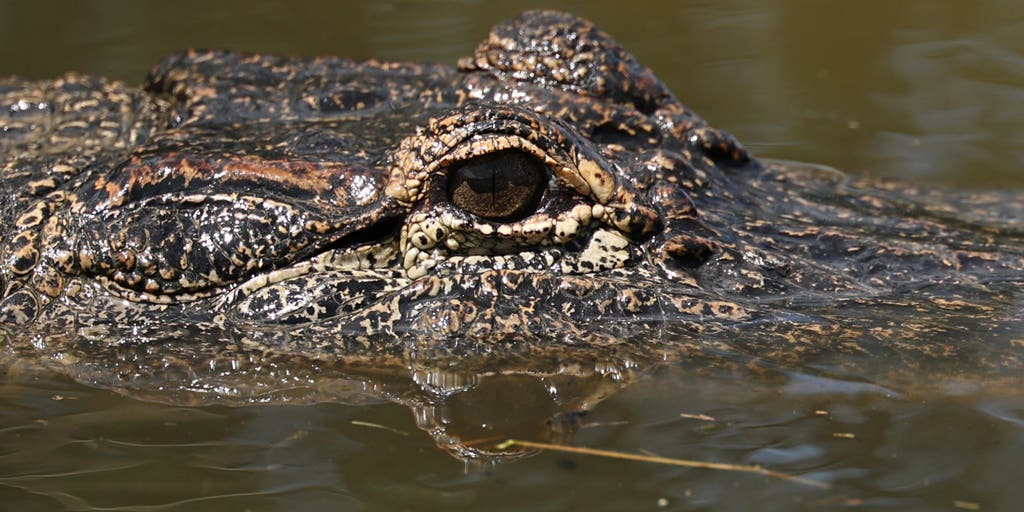 Louisiana is expanding its recreational gator hunt — with 10,000 alligators in the crosshairs