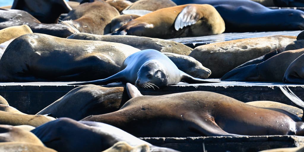 Sick and disoriented sea lions are washing ashore as toxic threat grips California coast