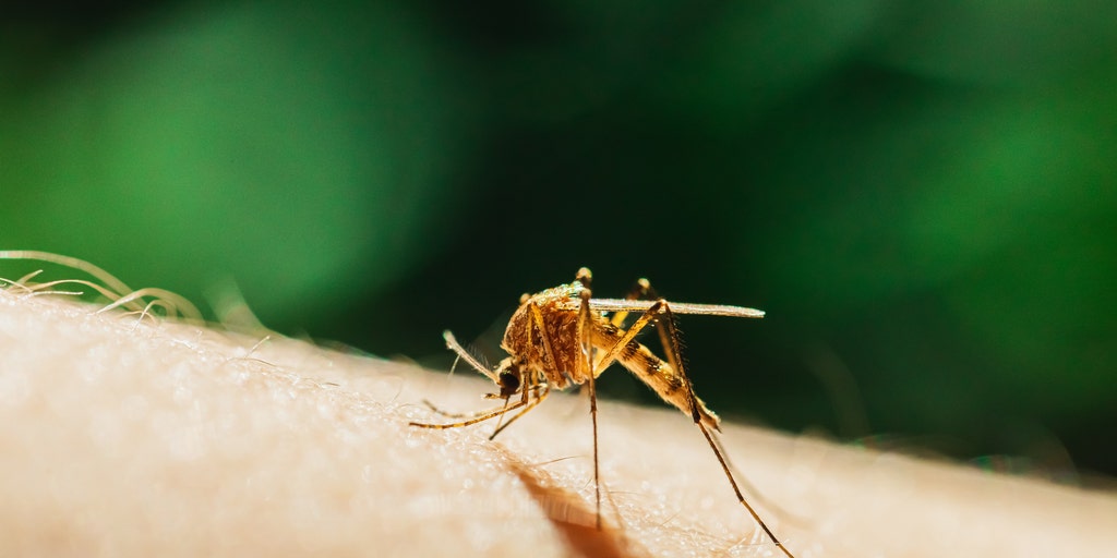 Photo: foxweather.com Florida Faces Largest Dengue Outbreak in Decades as Cases Surge