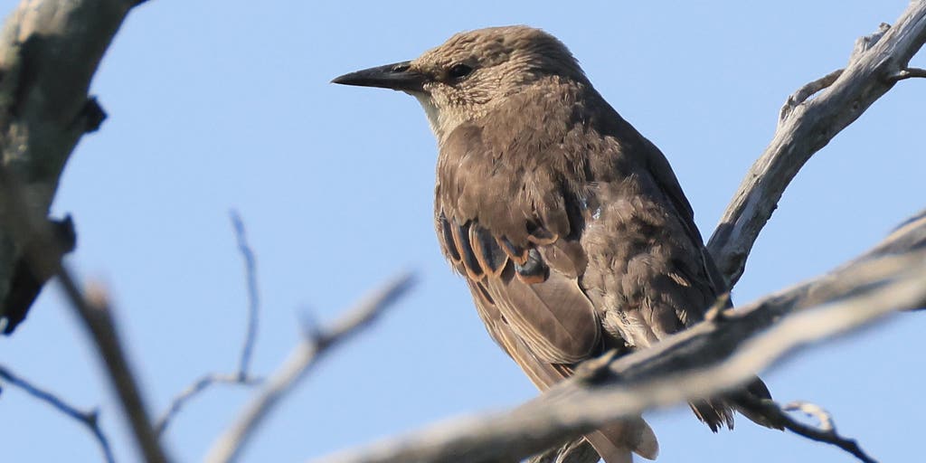 Where do animals go when fall arrives? Inside the incredible migrations happening across the US