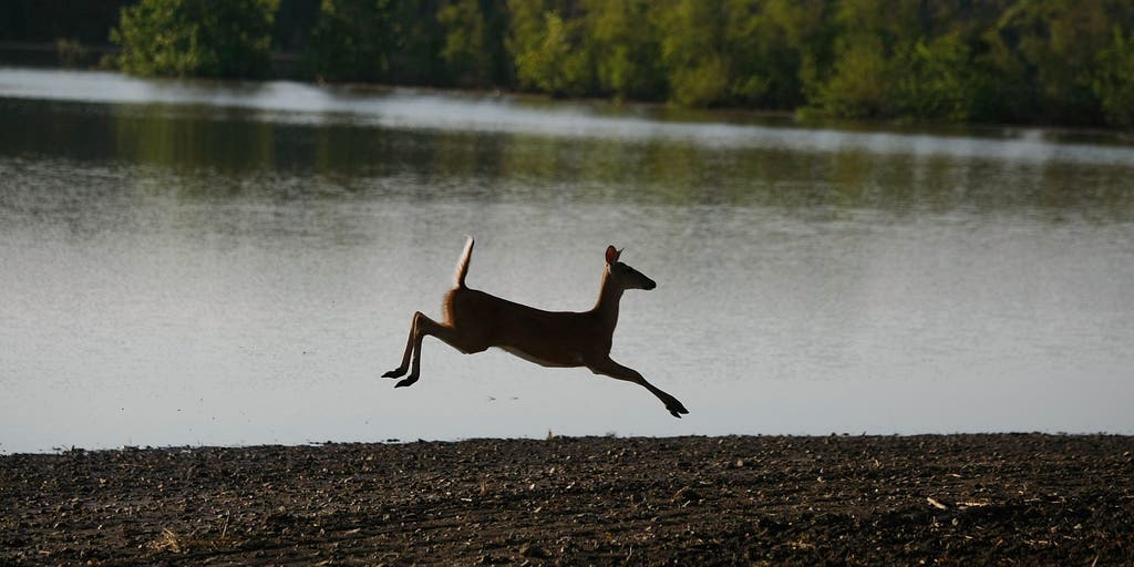 Missouri asks public to report deer hemorrhagic disease cases