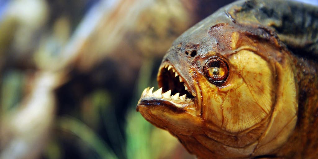 This tiny fish has a bite stronger than a great white shark