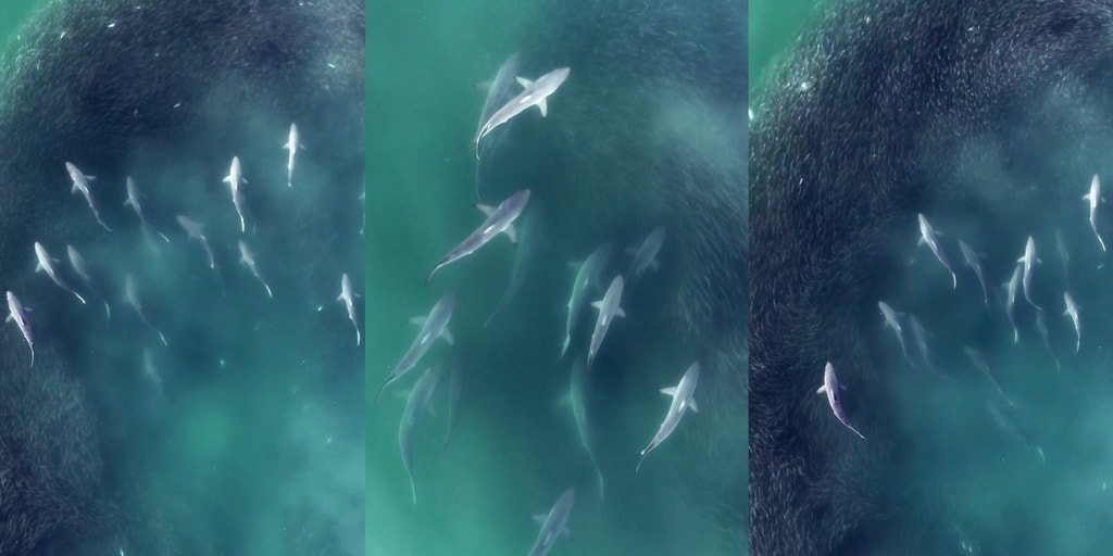 Watch: Horde of hungry spinner sharks rips through massive bait ball off New York coast