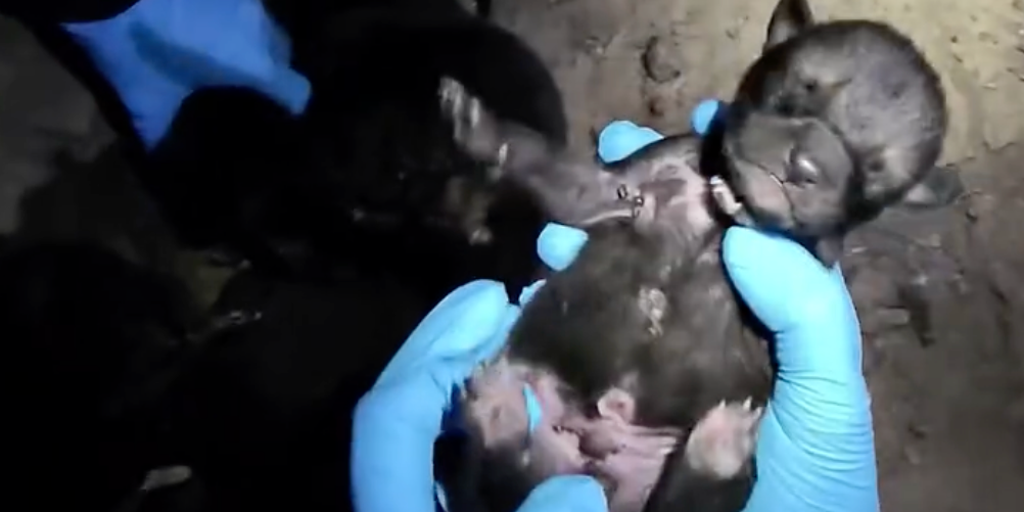Endangered red wolf pups make incredible journey from Saint Louis Zoo to wild North Carolina pack